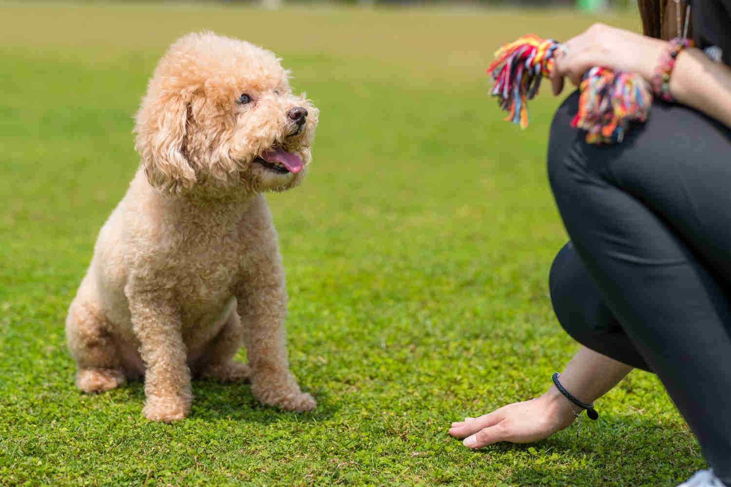 What are some ways to gradually introduce your Poodle puppy to different types of food?
